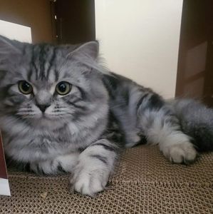 Meet your Posher, Pamela